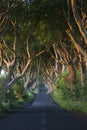 The Dark Hedges - County Antrim - Northern Ireland