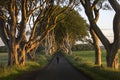 The Dark Hedges - County Antrim - Northern Ireland Royalty Free Stock Photo