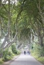 Dark Hedges, County Antrim, Northern Ireland Royalty Free Stock Photo