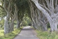 Dark Hedges, County Antrim, Northern Ireland Royalty Free Stock Photo