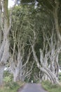 Dark Hedges, County Antrim, Northern Ireland Royalty Free Stock Photo