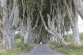 Dark Hedges, County Antrim, Northern Ireland Royalty Free Stock Photo