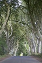 Dark Hedges, County Antrim, Northern Ireland Royalty Free Stock Photo