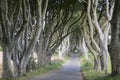 Dark Hedges, County Antrim, Northern Ireland Royalty Free Stock Photo