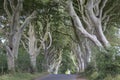 Dark Hedges, County Antrim, Northern Ireland Royalty Free Stock Photo