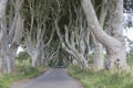 Dark Hedges, County Antrim, Northern Ireland Royalty Free Stock Photo