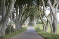 Dark Hedges, County Antrim, Northern Ireland Royalty Free Stock Photo