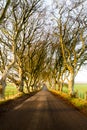 The Dark Hedges Forest