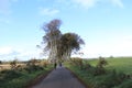 Dark Hedges - Ireland tourism - Irish travel diaries