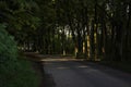 Dark Hedges lookalike with mature Beech trees casting heavy shade over a minor road Royalty Free Stock Photo