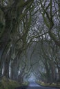 The Dark hedges Royalty Free Stock Photo