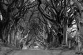 The Dark Hedges - monochrome