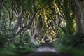 The Dark Hedges, N. Ireland