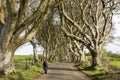 The Dark Hedges, Northern Ireland