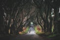 The Dark Hedges in Northern Ireland. Majestic, spooky and mysterious road across very old trees. Featured in the Game of Thrones