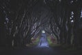 The Dark Hedges in Northern Ireland. Silhouette of three persons at the end of the majestic, spooky and mysterious road across