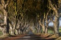 Dark Hedges, Northern Ireland