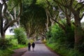 The Dark Hedges, Northern Ireland.