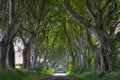 Dark Hedges road