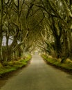 Dark Hedges road in Northern Ireland runs through old trees