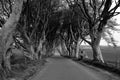 The Dark Hedges road and tree grayscale photography