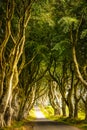 Tree Pathway, Dark Hedges, Ballymoney, Northern Ireland