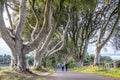 The Dark Hedges tree tunnel in Ballymoney, Northern Ireland