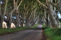 Dark Hedges Trees Royalty Free Stock Photo