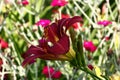 Dark hemerocallis on a light background. Royalty Free Stock Photo