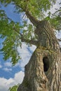 Old tree with a hollow Royalty Free Stock Photo