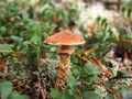 Dark honey fungus, Armillaria ostoyae in forest