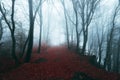 Dark horror path in moody foggy forest Royalty Free Stock Photo