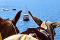 Dark horse ears, traditional transport on the island of Santorini.