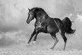 Dark horse free run Royalty Free Stock Photo