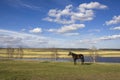Dark horse on a green spring meadow against the backdrop of a river valley with dry reeds under a bright blue sky Royalty Free Stock Photo