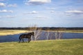 Dark horse on a green spring meadow against the background of a river valley with dry reeds under a blue sky Royalty Free Stock Photo