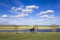 Dark horse on a green spring meadow against the background of a river valley with dry reeds under a bright blue sky with white Royalty Free Stock Photo