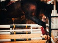 A dark horse jump over a barrier. The equestrian sports, the agility and strength of horses. The horsemanship