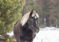 A dark horse stands on the snow Royalty Free Stock Photo