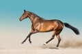 Dark  horse run in sand Royalty Free Stock Photo