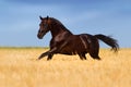 Dark horse run in yellow field Royalty Free Stock Photo