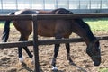 Dark horse side view behind a fence on a farm eating grass and hay Royalty Free Stock Photo