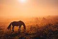 Dark Horse silhouette. Wild animal grassing on autumn meadow in warm sunrise light