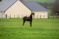 Dark horse standing on a pasture with a house in the background in France. Royalty Free Stock Photo