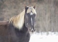 A dark horse stands on the snow Royalty Free Stock Photo