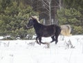 a dark horse stands on the snow Royalty Free Stock Photo