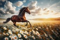 Dark horse in a summer landscape gallops through a chamomile field against a background of blue sky Royalty Free Stock Photo