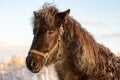 Dark Icelandic horse with its mane covered with frost Royalty Free Stock Photo