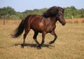 Dark icelandic horse is running on a paddock Royalty Free Stock Photo