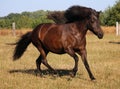 Dark icelandic horse is running on a paddock Royalty Free Stock Photo